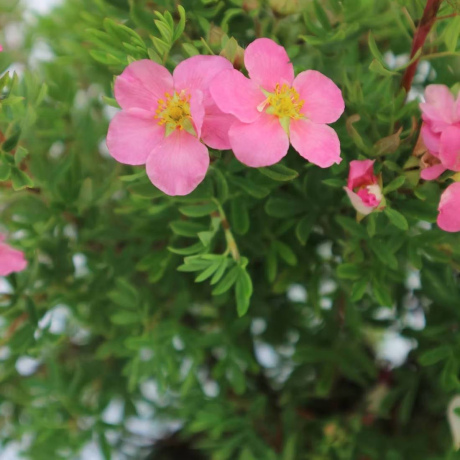 Перстач кущовий "Lovely Pink"