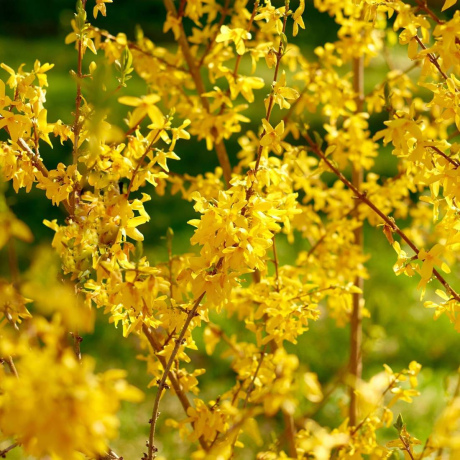 Форзиція "Lunwood Gold"