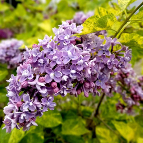 Бузок звичайний "Aucubaefolia"