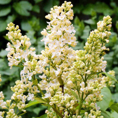 Бузок жовтий "Primrose", штамб